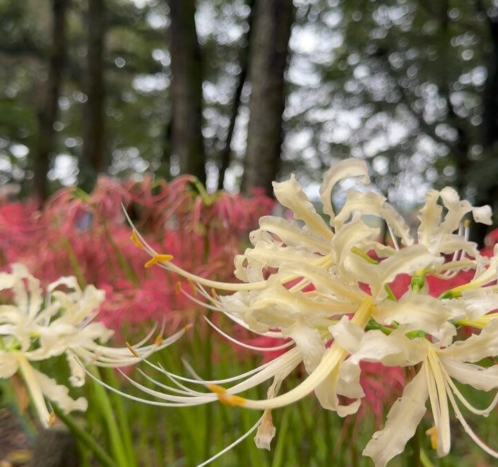 娘と曼珠沙華を愛でに❤️埼玉県日高市へ