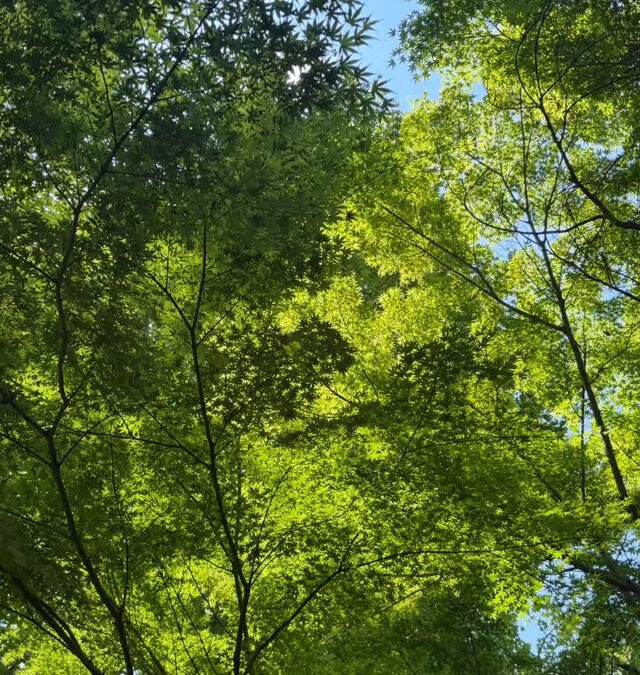 木漏れ日の日比谷公園