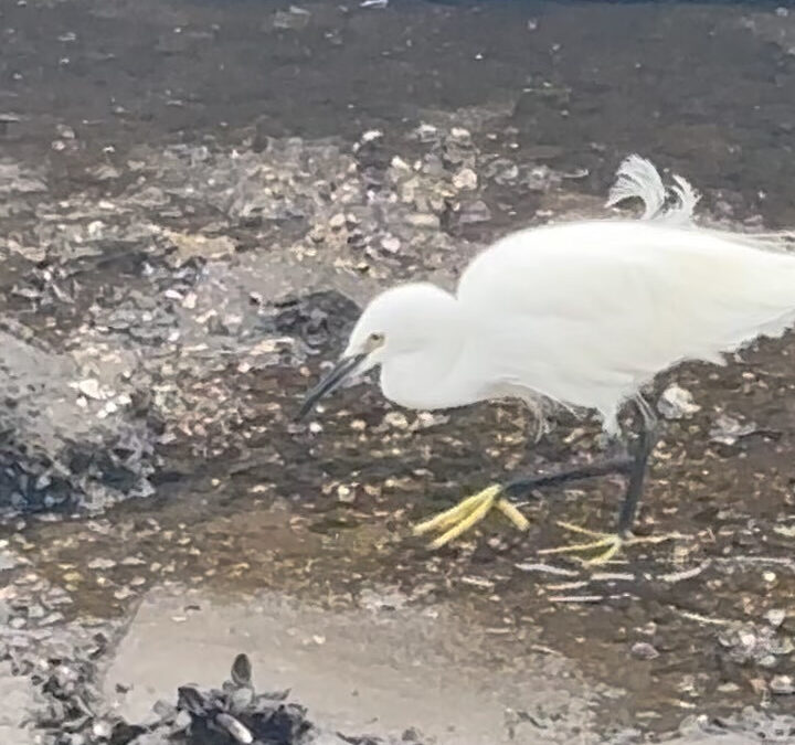 リバーシティ散歩